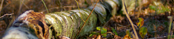 Plantage Willem III